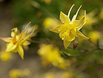 《艾尔登法环》桌游众筹上线 目标完成总额已达156万美元